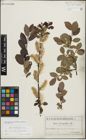 Foto von Salix myrsinifolia Salisb. x Salix phylicifolia L.